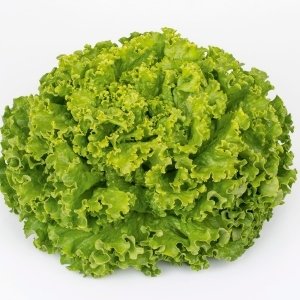 Batavia salade 1 pièce FR