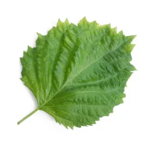 Shiso vert japonais frais