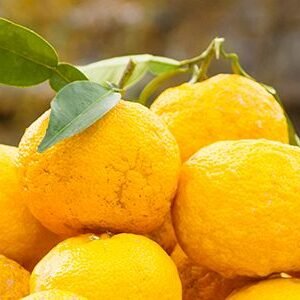 Citron yuzu frais Japonais de la préfecture de Kochi 1 pièce- UNIQUEMENT EN SAISON
